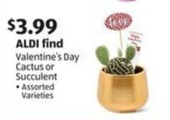 Aldi Valentine's Day Cactus or Succulent offer