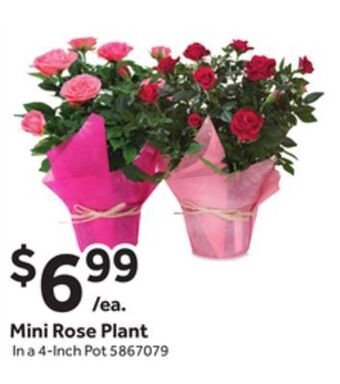 Stop&Shop Mini rose plant in a 4-inch pot offer