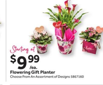 Stop&Shop Flowering gift planter offer