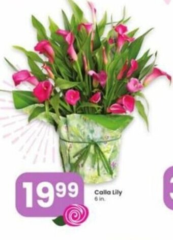 Albertsons Calla Lily 6 in offer