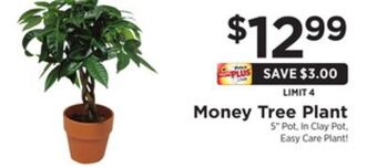 ShopRite Money tree plant offer