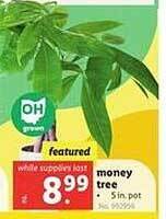 Lidl Money tree offer