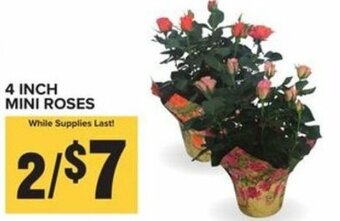 Food Lion 4 Inch Mini Roses offer
