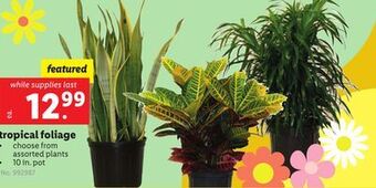 Lidl Tropical foliage offer