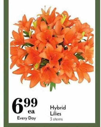 Pavilions Hybrid lilies offer