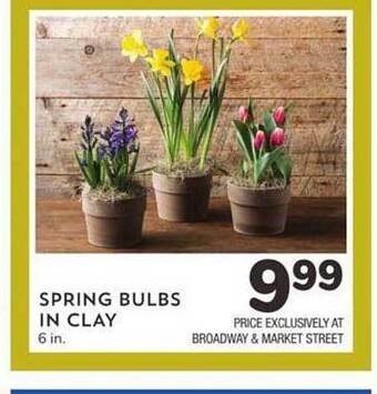 Albertsons Spring bulbs in clay offer