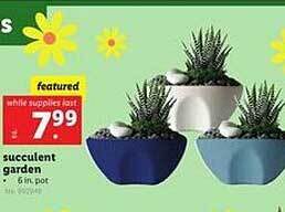 Lidl Succulent garden offer