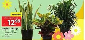 Lidl Tropical foliage offer