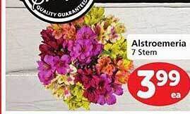 Vons Alstroemeria offer