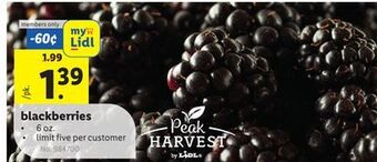 Lidl Blackberries offer