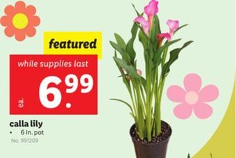 Lidl Calla lily offer