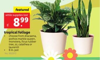 Lidl Tropical foliage offer