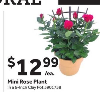 Stop&Shop Mini rose plant offer