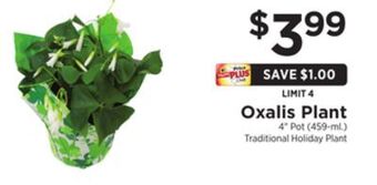 ShopRite Oxalis plant offer