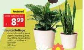 Lidl Tropical foliage offer