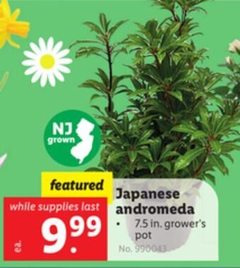 Lidl Japanese andromeda offer