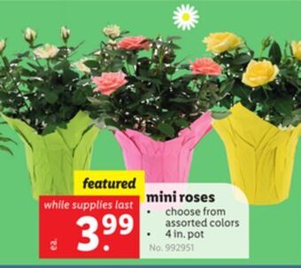 Lidl Mini roses offer