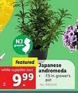 Lidl Japanese andromeda offer