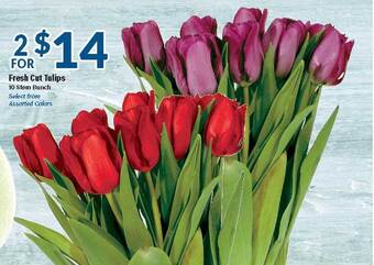 Big Y Fresh cut tulips offer