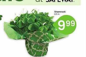 Safeway Shamrock offer