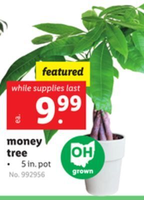 Lidl Money tree offer