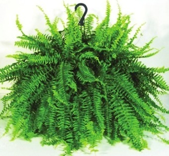 Kroger Bloom haus boston ferns offer