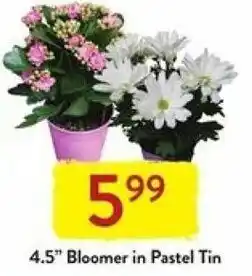 Fresh Thyme Bloomer In Pastel Tin 4.5" offer