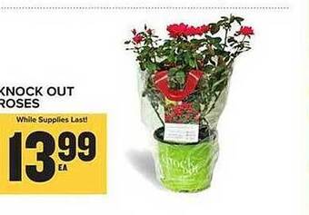 Food Lion Knock out roses offer