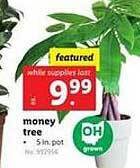 Lidl Money tree offer