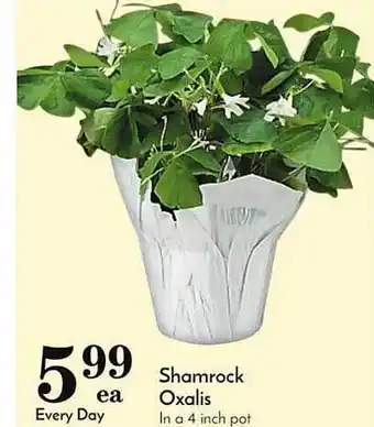 Food Pavilion Shamrock oxalis offer