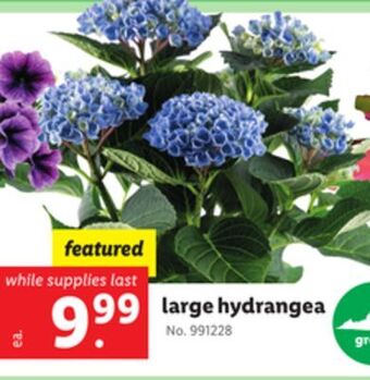 Lidl Large hydrangea offer