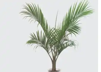 The Home Depot #10 palm in decorative planter offer