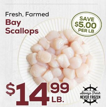 DeCicco & Sons Bay scallops offer