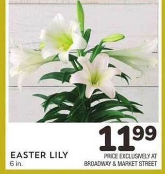 Albertsons Easter lily offer