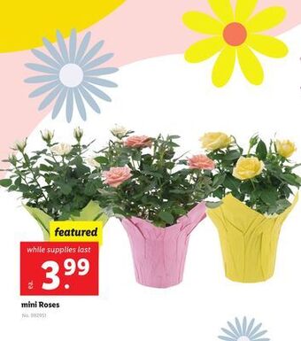 Lidl Mini roses offer