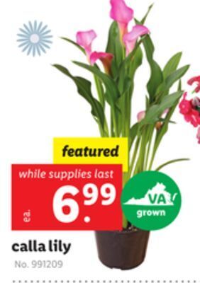 Lidl Calla lily offer