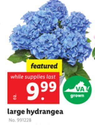 Lidl Large hydrangea offer