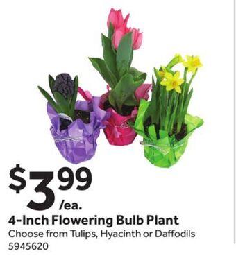 Stop&Shop 4-inch flowering bulb plant offer