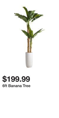 6ft banana tree