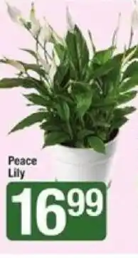 Shaw's Peace Lily offer