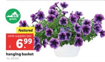 Lidl Hanging basket offer