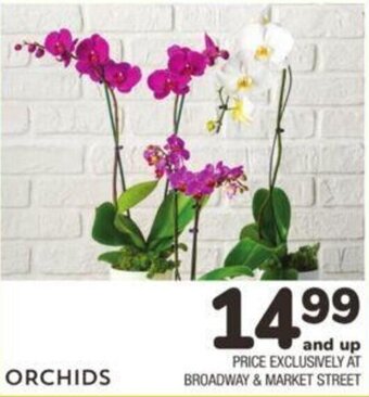 Albertsons Orchids offer