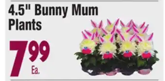 King Kullen 4.5 bunny mum plants offer