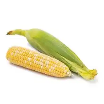 Elote bicolor / corn bicolored