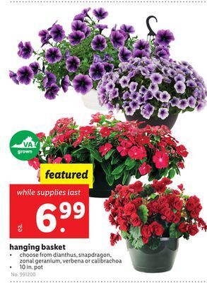 Lidl Hanging basket offer