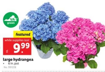 Lidl Large hydrangea offer