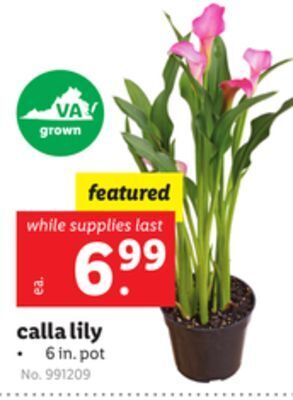 Lidl Calla lily offer