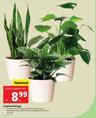 Lidl Tropical foliage offer