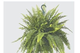 The Home Depot #10 boston fern hanging basket offer