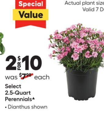 Lowe's Select 2.5-quart perennials offer